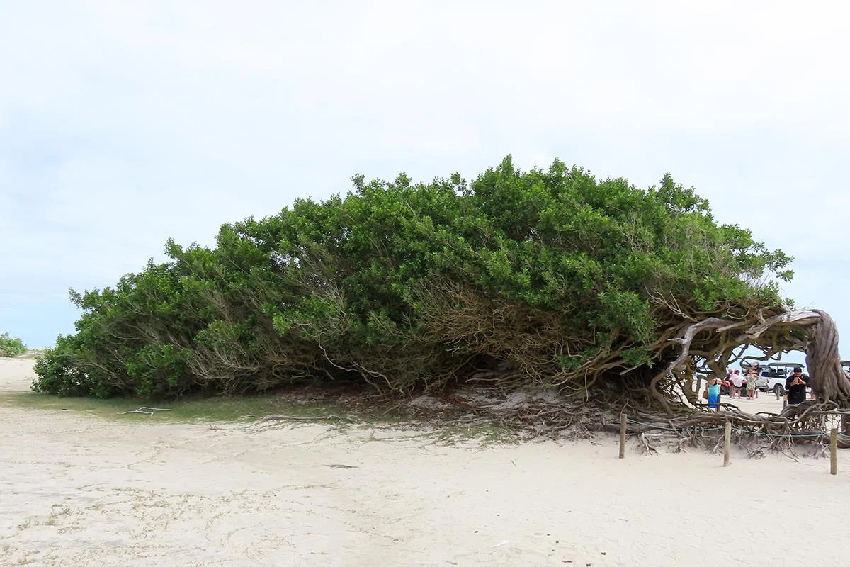 arvore da preguica passeios em jericoacoara Árvore da preguica passeios em Jericoacoara